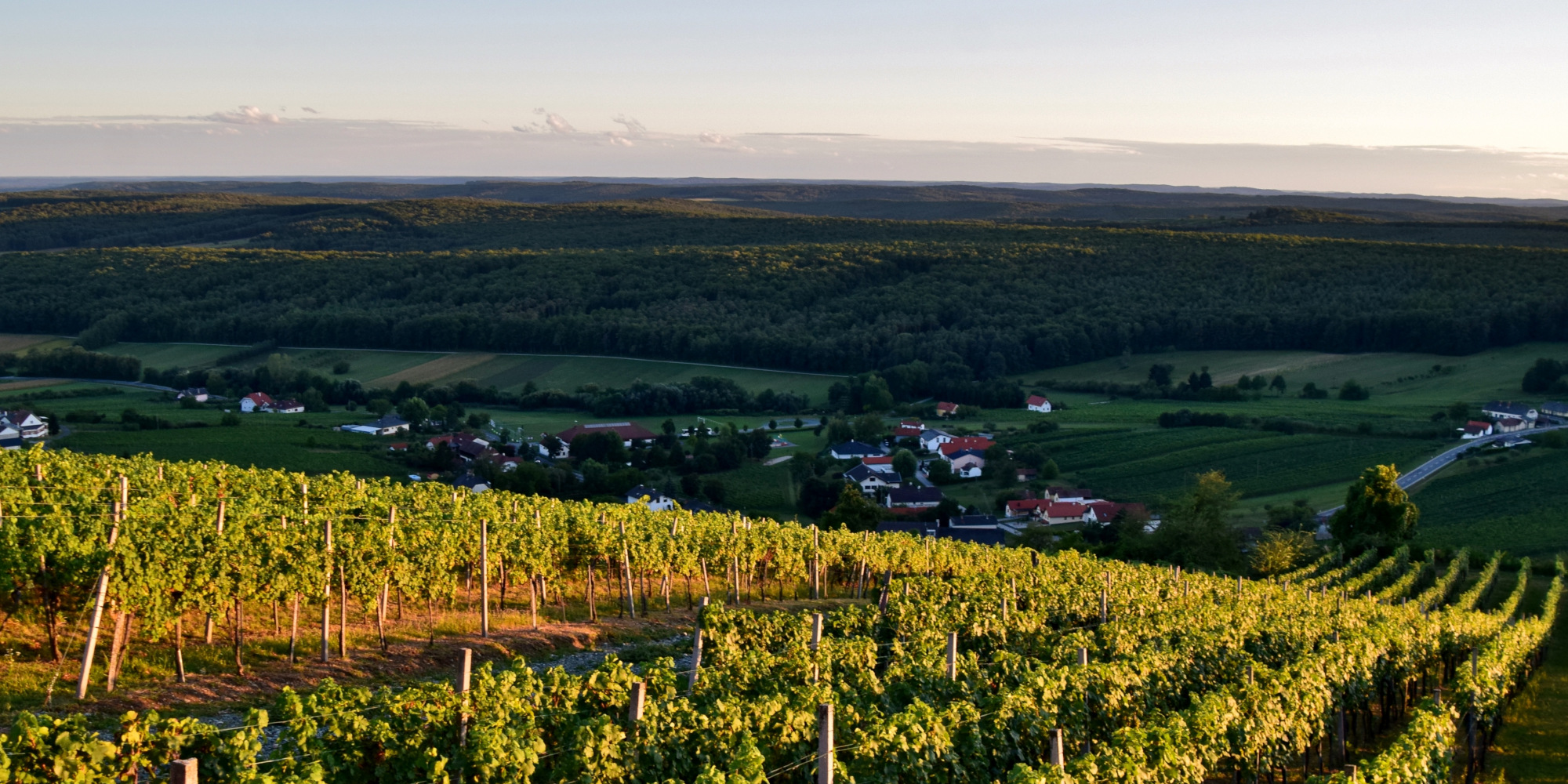 Weinberg bei Eisenberg im Südburgenland 