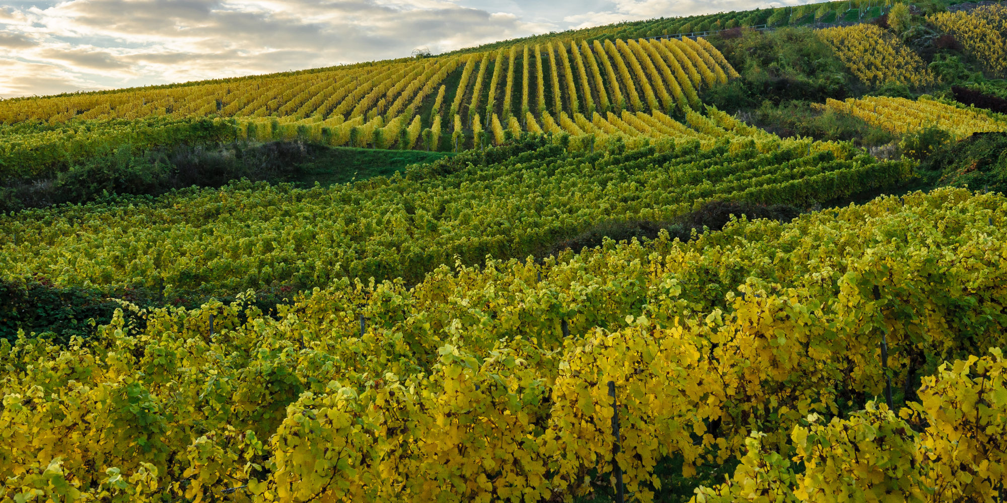 Weinberge im Rheingau bei Martinstal im Herbst 