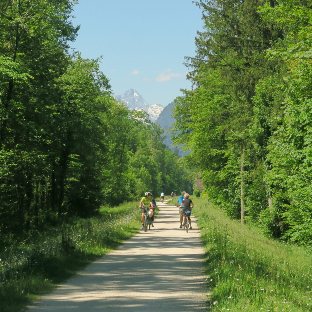 Fahrradfahrende fahren über einen Fahrradweg umgeben von Bäumen