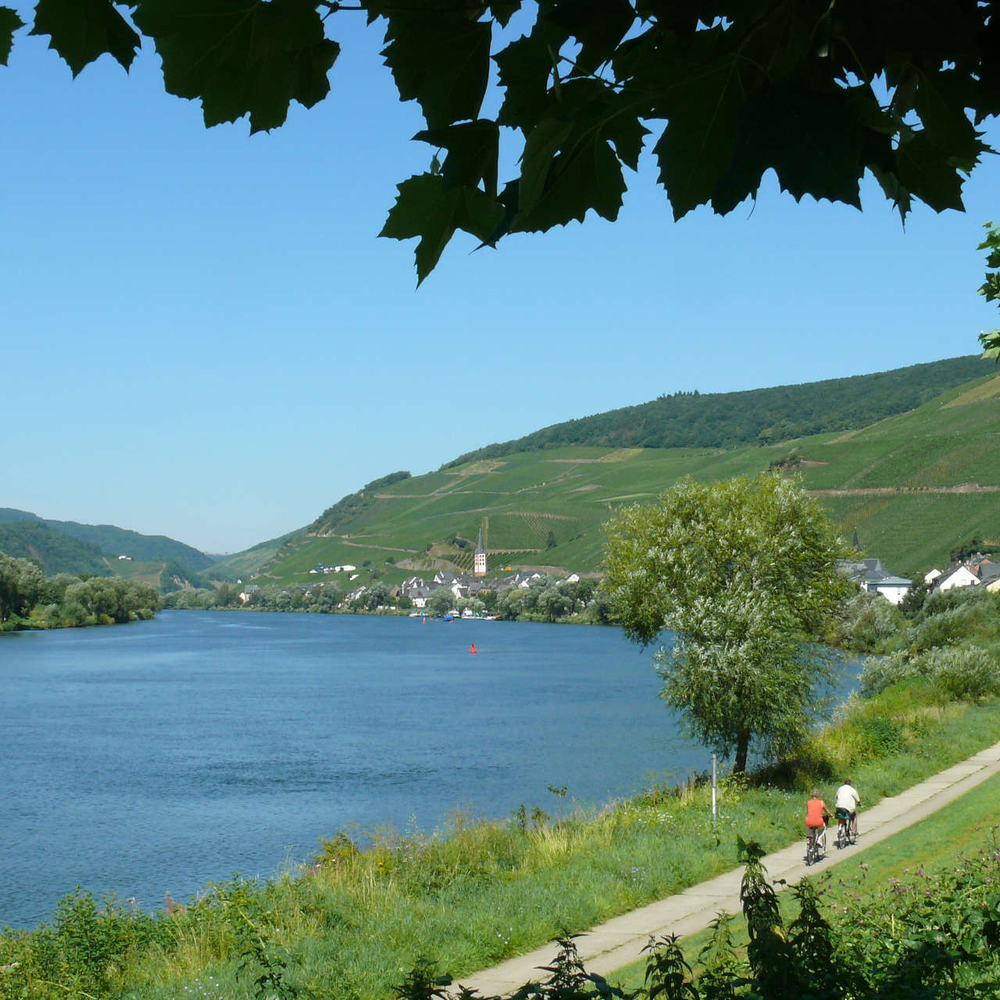 Personen fahren auf dem Moselradweg Fahrrad